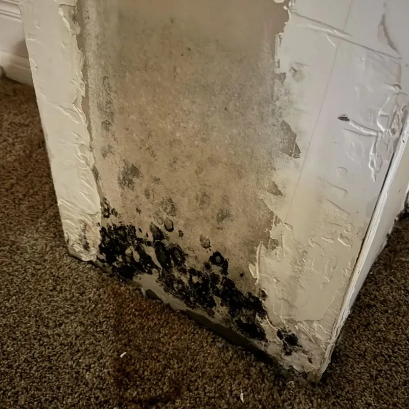 Professional Mold Removal in Texas County, OK